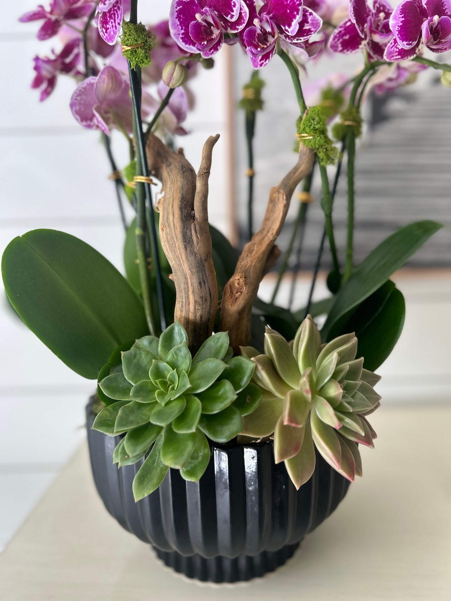 Orchid and succulent garden